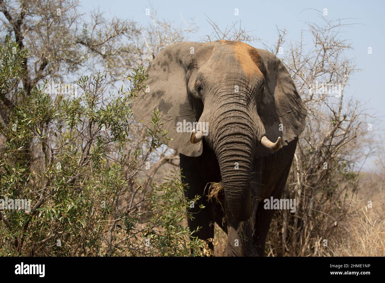 Male African Elephant with red clay dirt on head in Kruger National Park in South Africa RSA Stock Photo