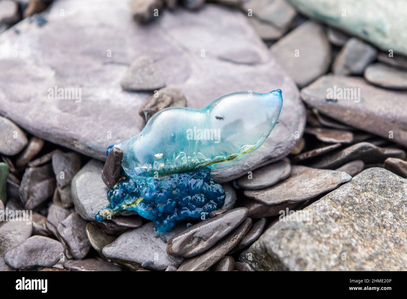 Reen Pier, West Cork, Ireland. 9th Feb, 2022. A Portuguese Man of War has washed up on the shingle beach at Reen Pier today. The jellyfish is a mere 3 inches long but packs a severe sting, which although excruciatingly painful, very rarely kills. Credit: AG News/Alamy Live News Stock Photo