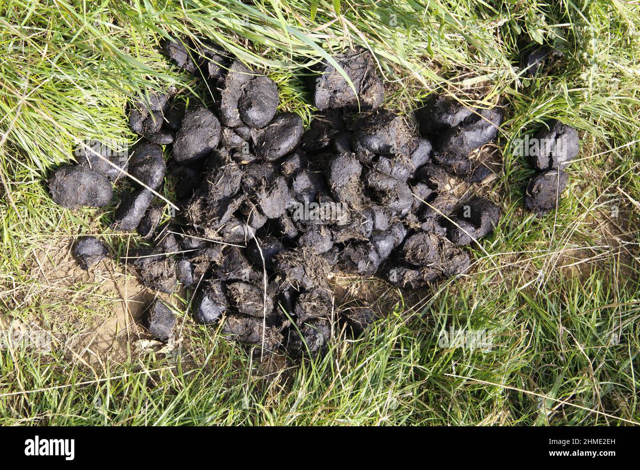 Horse droppings Stock Photo