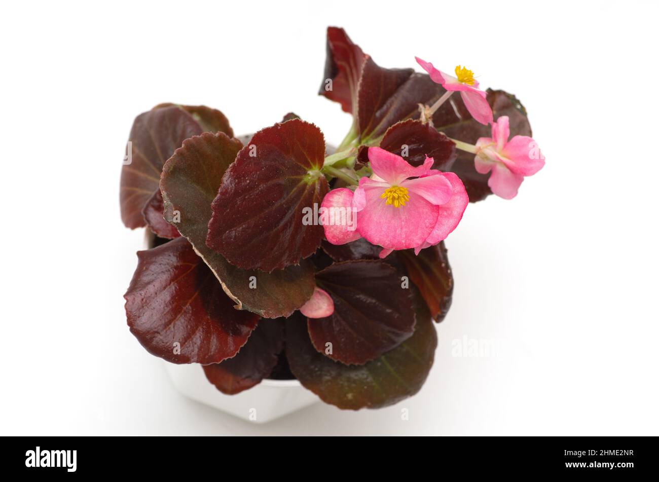 Begonia plant seedling in a white pot with burgundy leaves and pink flowers. Stock Photo
