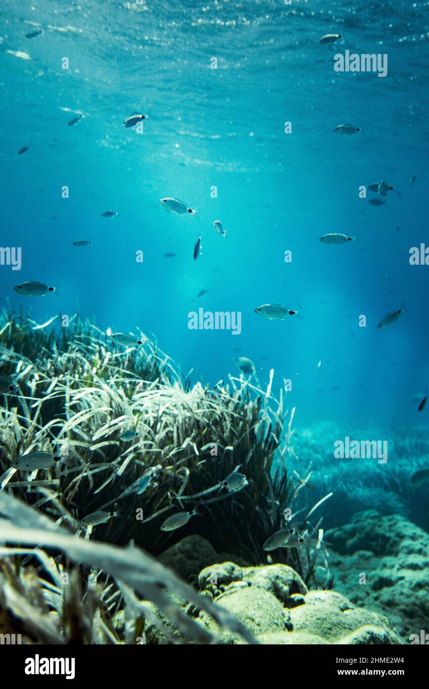 Fishes swim above coral reef in turquoise color sea Stock Photo