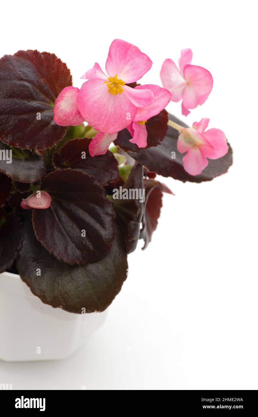 Begonia plant seedling in a white pot with burgundy leaves and pink flowers. Stock Photo