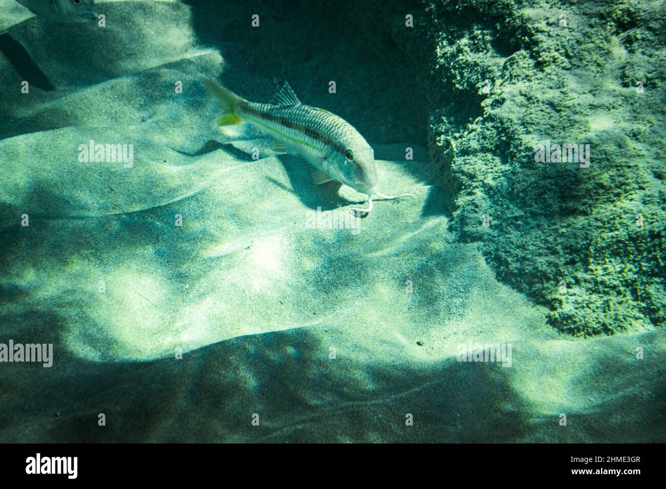 Mullus fish swim above sand beside rock underwater in sea Stock Photo