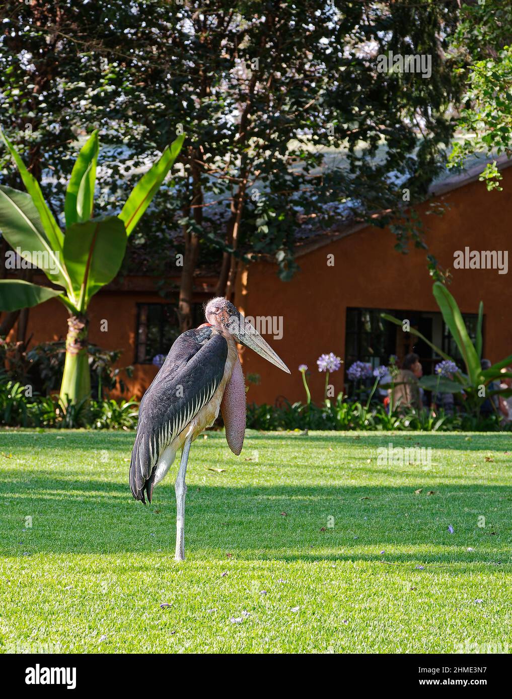 Marabou stork standing, balding head, side view, large wading bird, inflatable pink wattle, Leptoptilos crumeniferus, 5 feet tall; green grass, Tanza Stock Photo