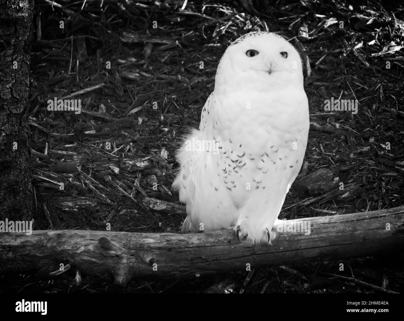 snowy owl  Calgary Zoo Alberta Stock Photo