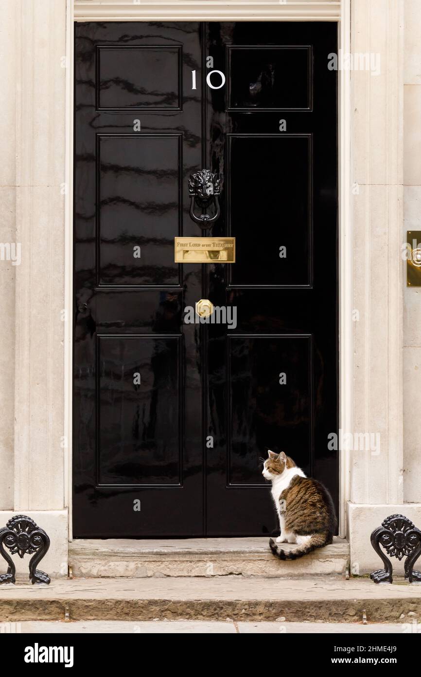 Larry, brown and white tabby cat and Chief Mouser to the Cabinet Office waiting in the doorstep of number 10 Downing Street, London, UK Stock Photo