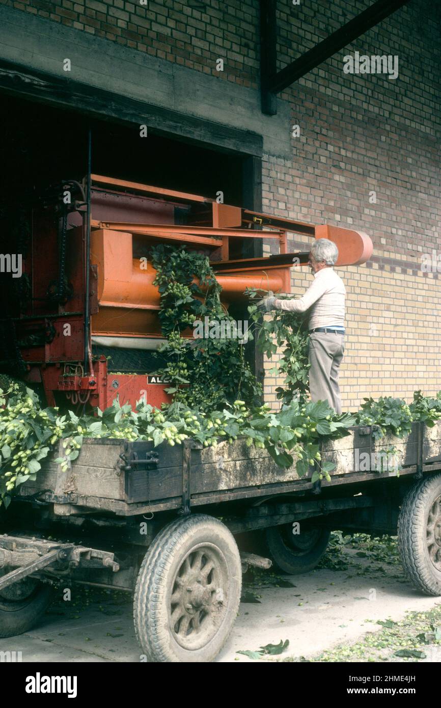 Man operating hop-stripping machine in 1981, Tettnang, Baden-Württemberg, Germany Stock Photo