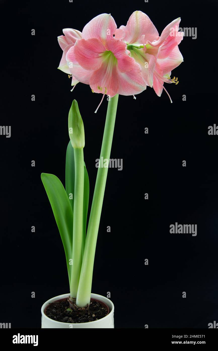 Amaryllis 'Apple Blossom'. Stock Photo