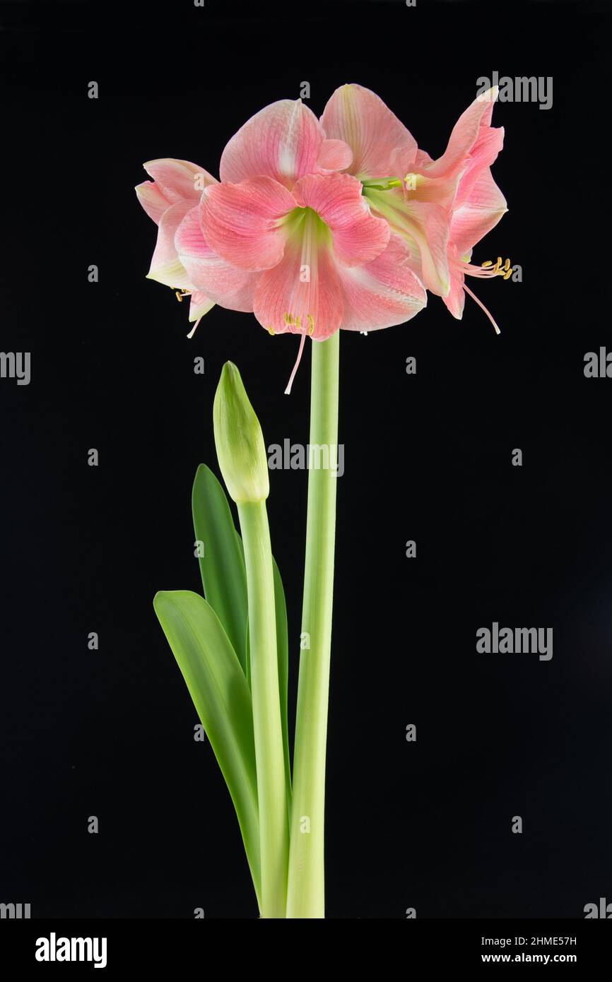 Amaryllis 'Apple Blossom'. Stock Photo