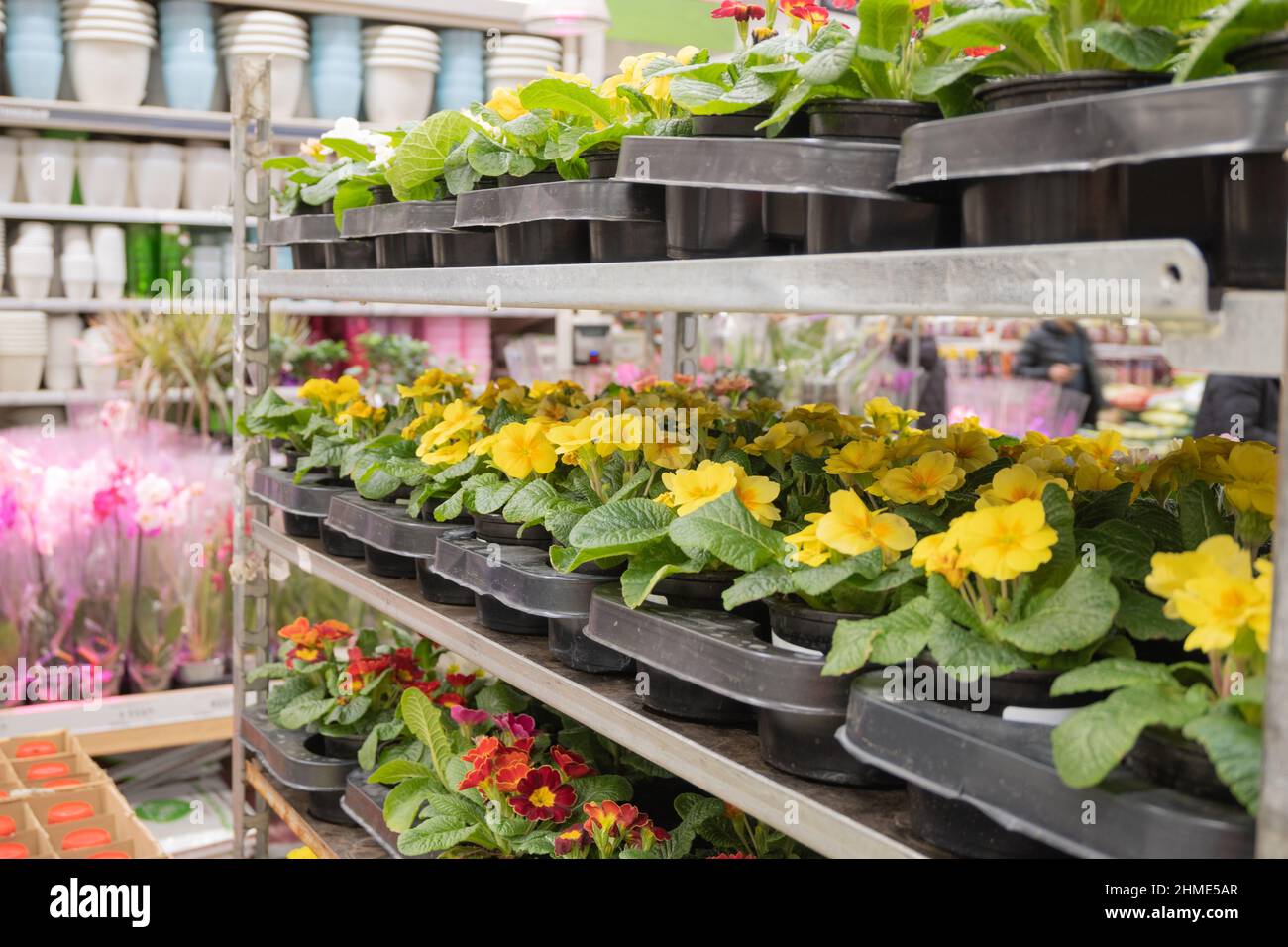Primroses in pots store in the garden shop. Gardening and spring works Stock Photo