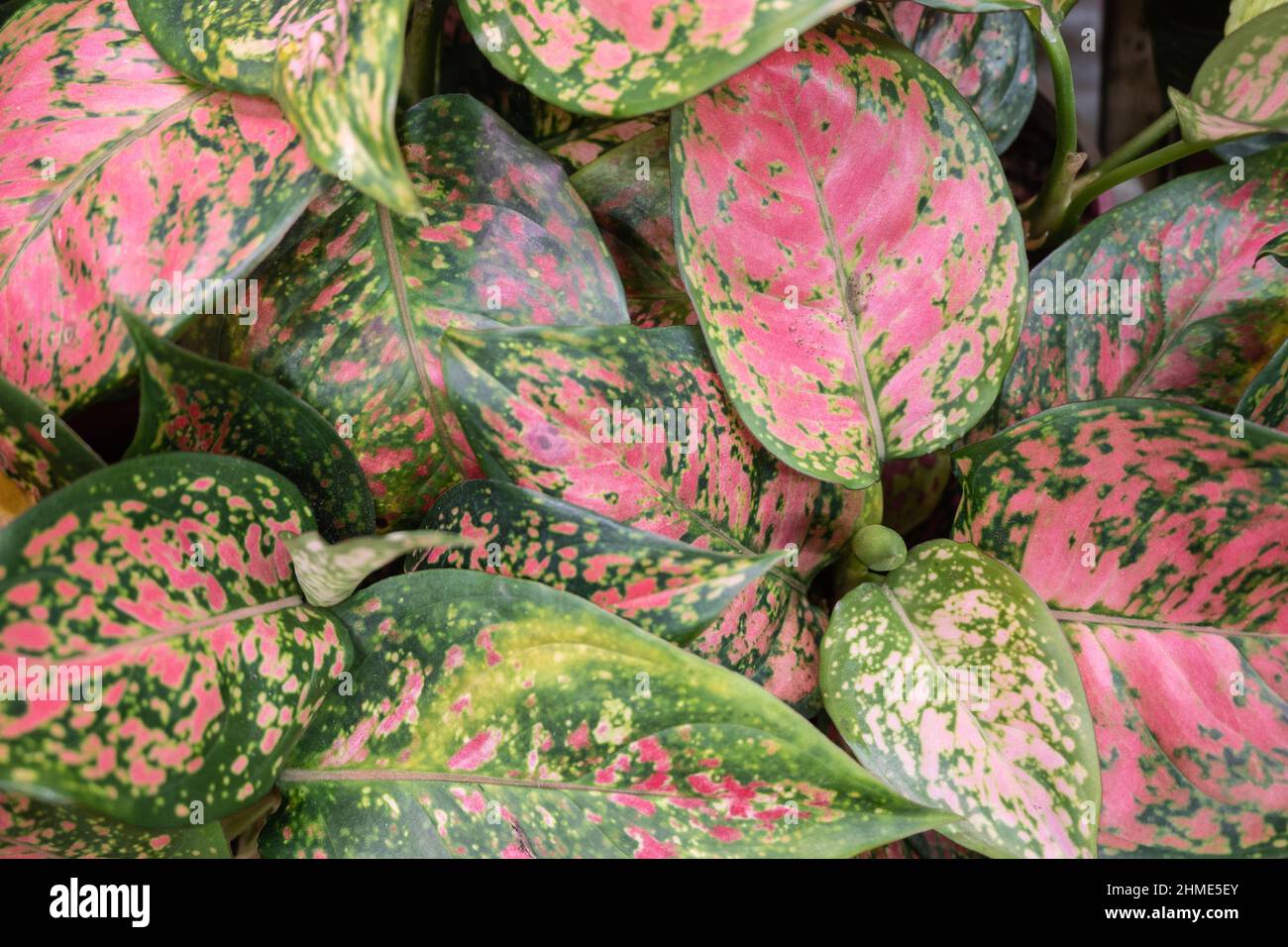 Red and green aglaonema leaves close up picture Stock Photo