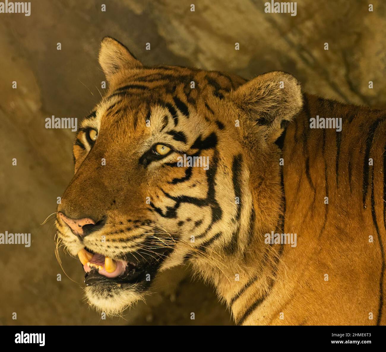 Tiger Looking Camera Stock Illustrations – 2,004 Tiger Looking