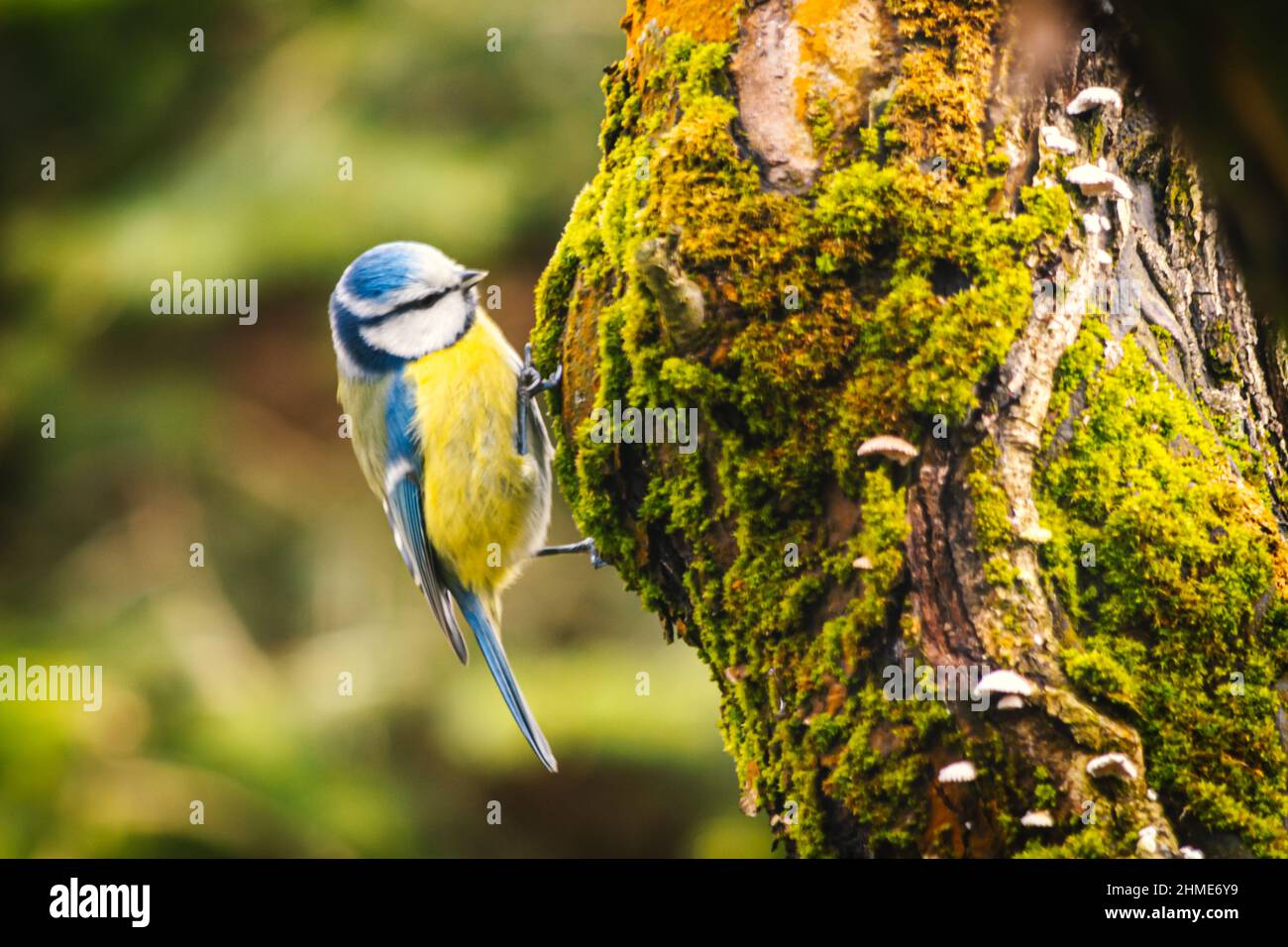 Blue Tit A Bird Common In Poland Stock Photo Alamy blue-tit-a-bird-common-in-poland-stock-photo-alamy