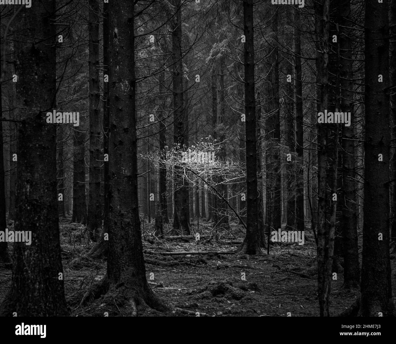 Small sapling Black and White Stock Photos Images Alamy