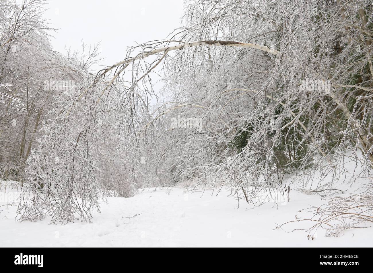 Trees bent over from the weight of the ice after freezing rain. Stock Photo