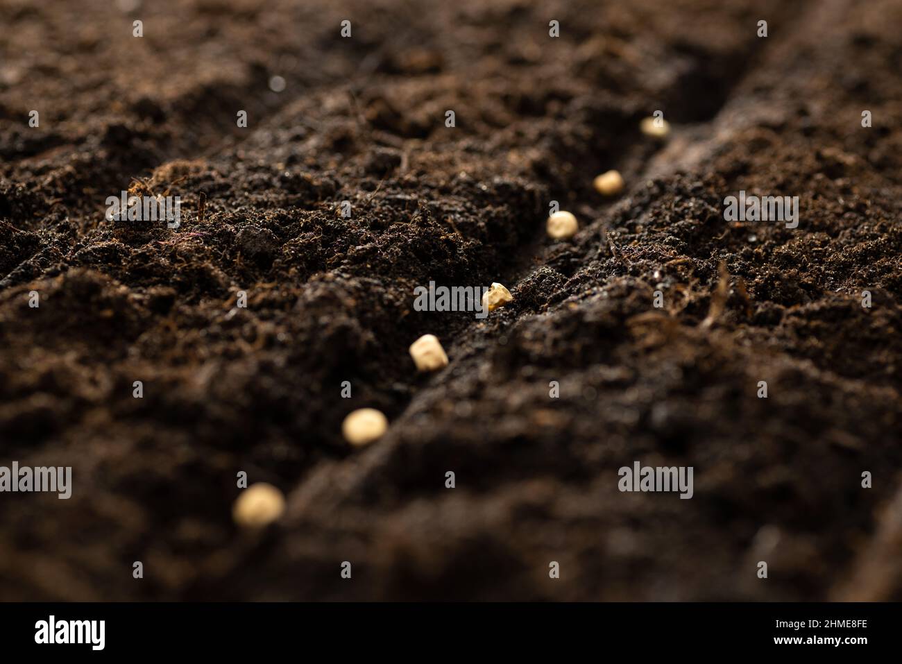 Growing vegetable seeds on seed soil in horticulture garden metaphor ...