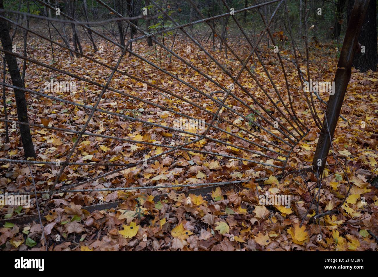 Fall leaves on the ground in Pripyat, Ukraine, near the Chernobyl ...