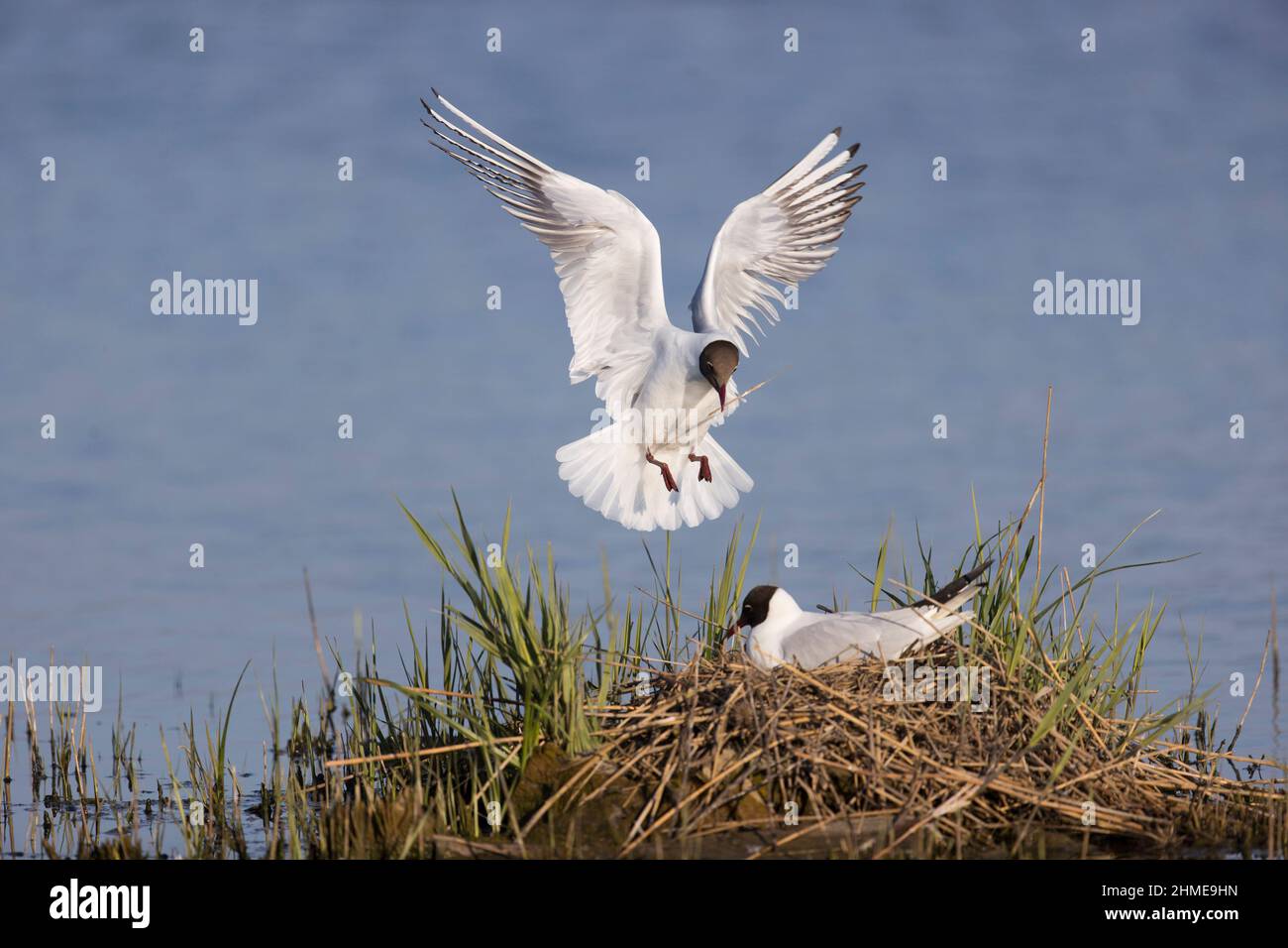 Black-headed Gull (Larus ridibundus) 2 summer plumage adults, 1 flying with nest material in beak to join partner on nest, Suffolk, England, April Stock Photo