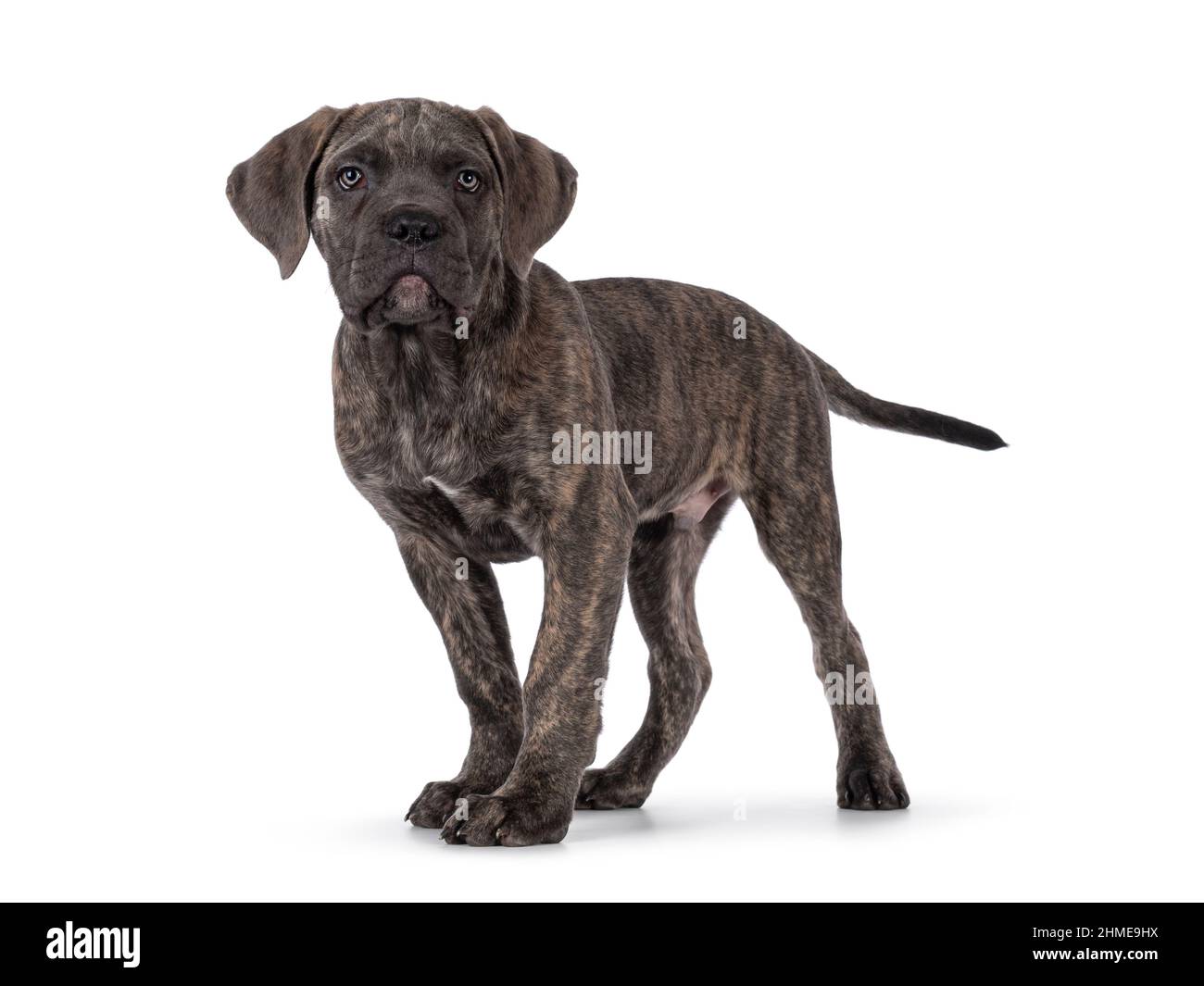 Cute brindle Cane Corso dog puppy, standing side ways. Looking towards