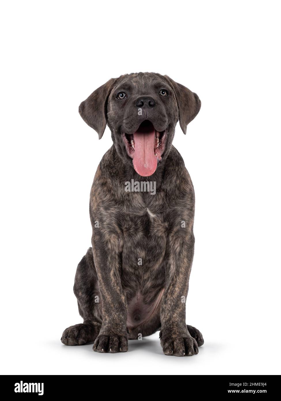 Brindle cane corso Cut Out Stock Images & Pictures Alamy