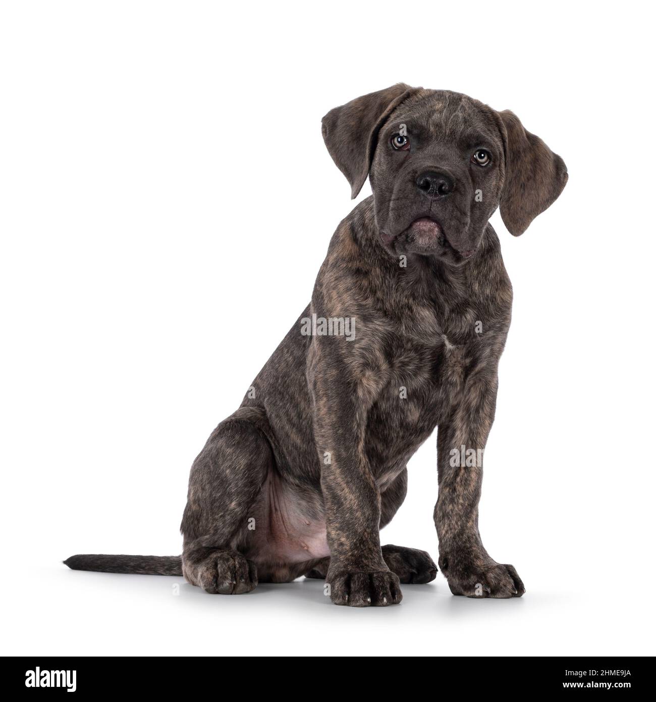 Cute brindle Cane Corso dog puppy, sitting up facing front. Looking towards camera with light