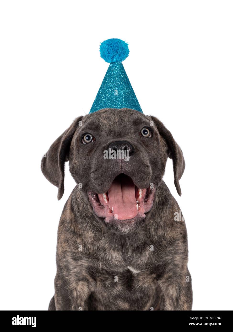 Head shot of cute brindle Cane Corso dog puppy, sitting up facing front