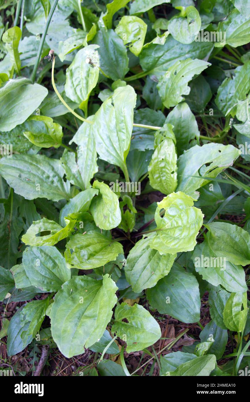 Close up of a Plantain plant, an edble invasive weed with many different medicinal uses Stock Photo