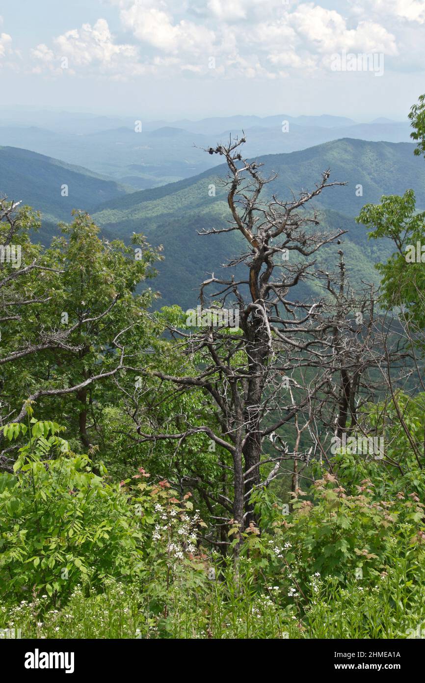 A large dead tree snag overlooks the scenic Appalachian mountains in summer and creates a habitat for native animals and birds elevation; vista; view; Stock Photo