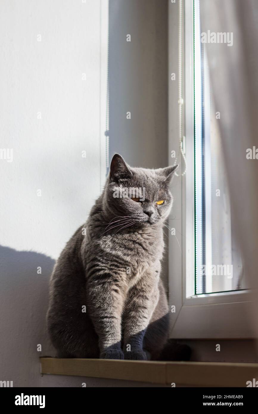 Bored cat sitting at window sill. Gray british shorthair cat. Pet animal indoors Stock Photo