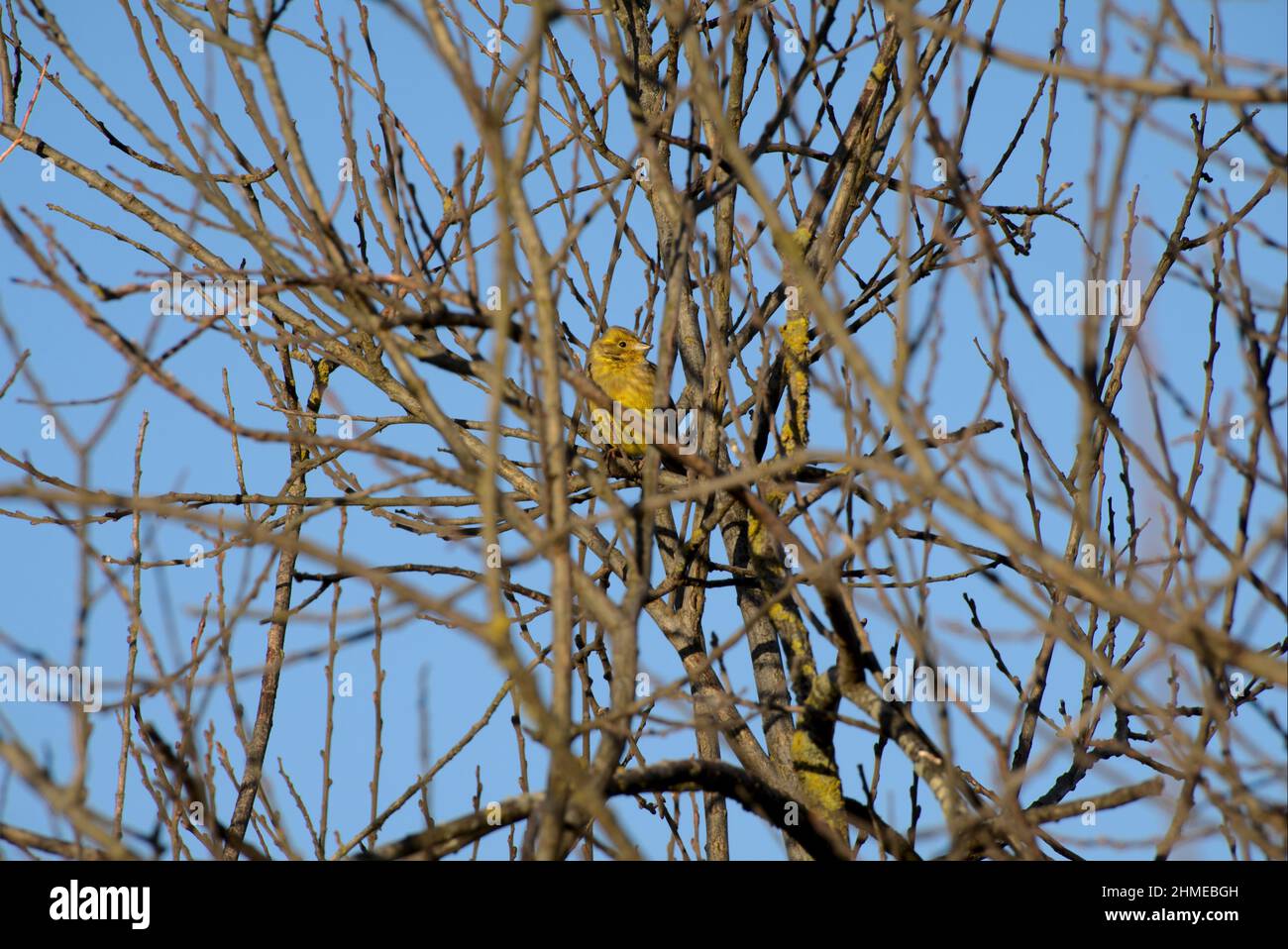 Yellow bird resting in the tree Stock Photo
