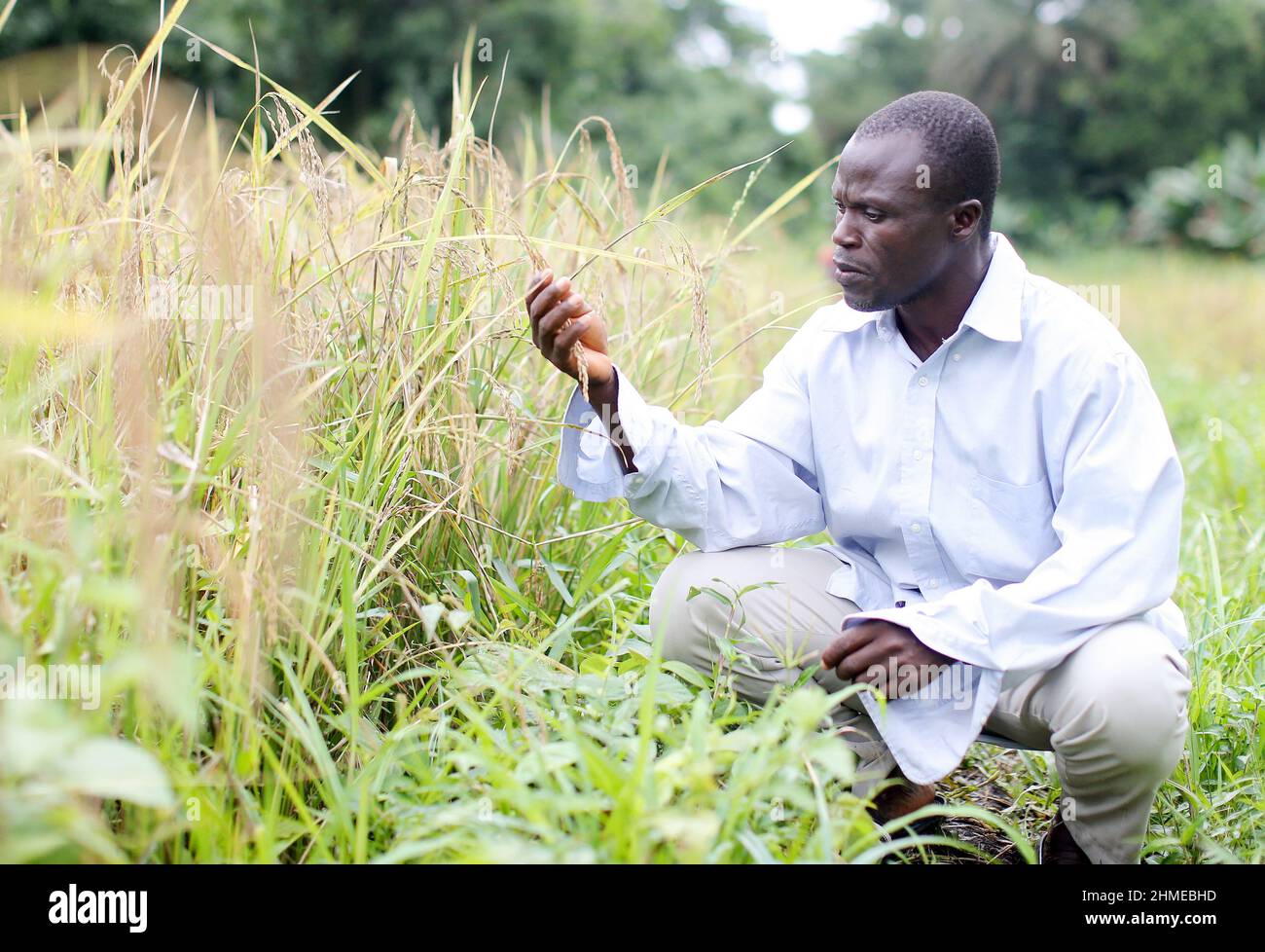 A farmer in Sierra Leone, west Africa, with some of his wheat harvest. Stock Photo