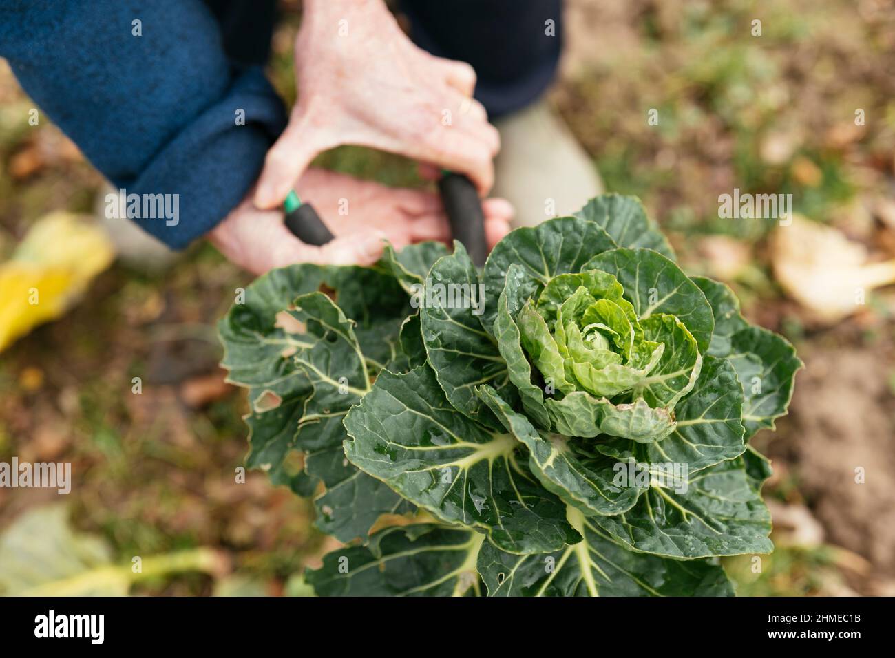 Gardener harvesting Brussels sprouts tops in late winter. Stock Photo