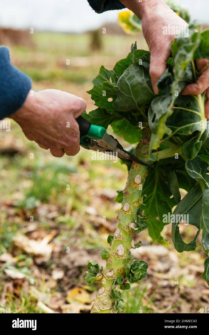Gardener harvesting Brussels sprouts tops in late winter. Stock Photo