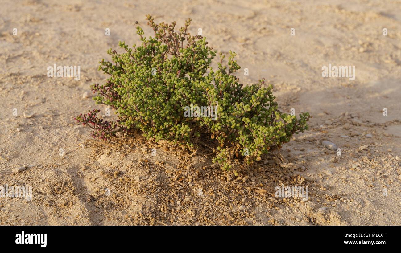 Halophyte Zygophyllum qatarense or Tetraena qatarense plant in desert of a qatar, Selective focus. Stock Photo