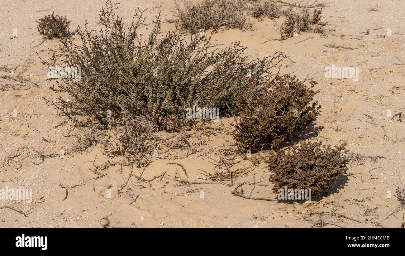 Halophyte Zygophyllum qatarense or Tetraena qatarense plant in desert of a qatar Stock Photo