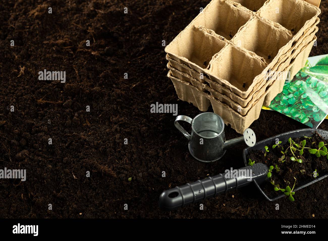 Seeds, gardener prepares the seedlings.Gardener sows seeds are watered and cares sown into pots of peat. Stock Photo