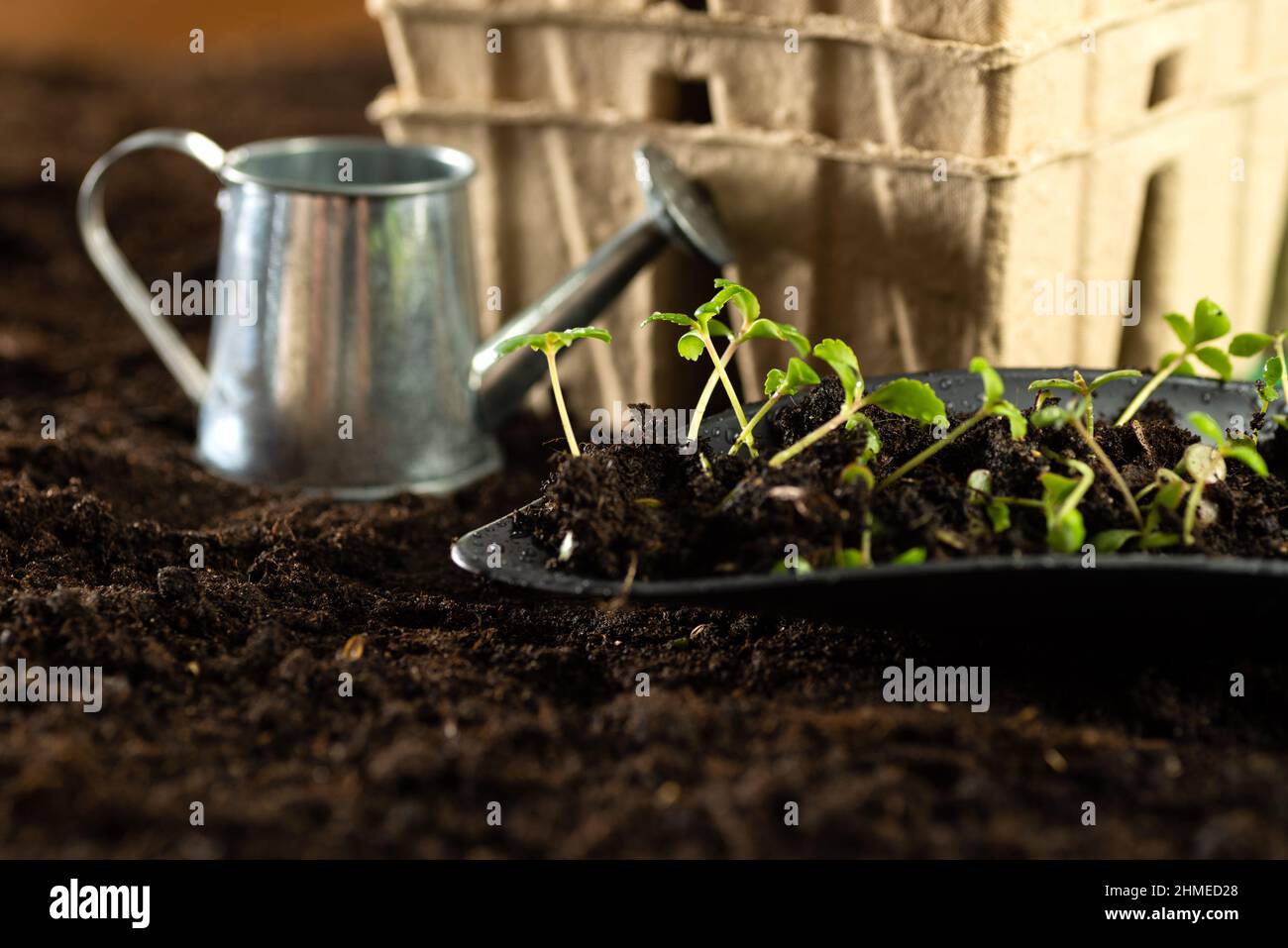Seeds, gardener prepares the seedlings.Gardener sows seeds are watered and cares sown into pots of peat. Stock Photo