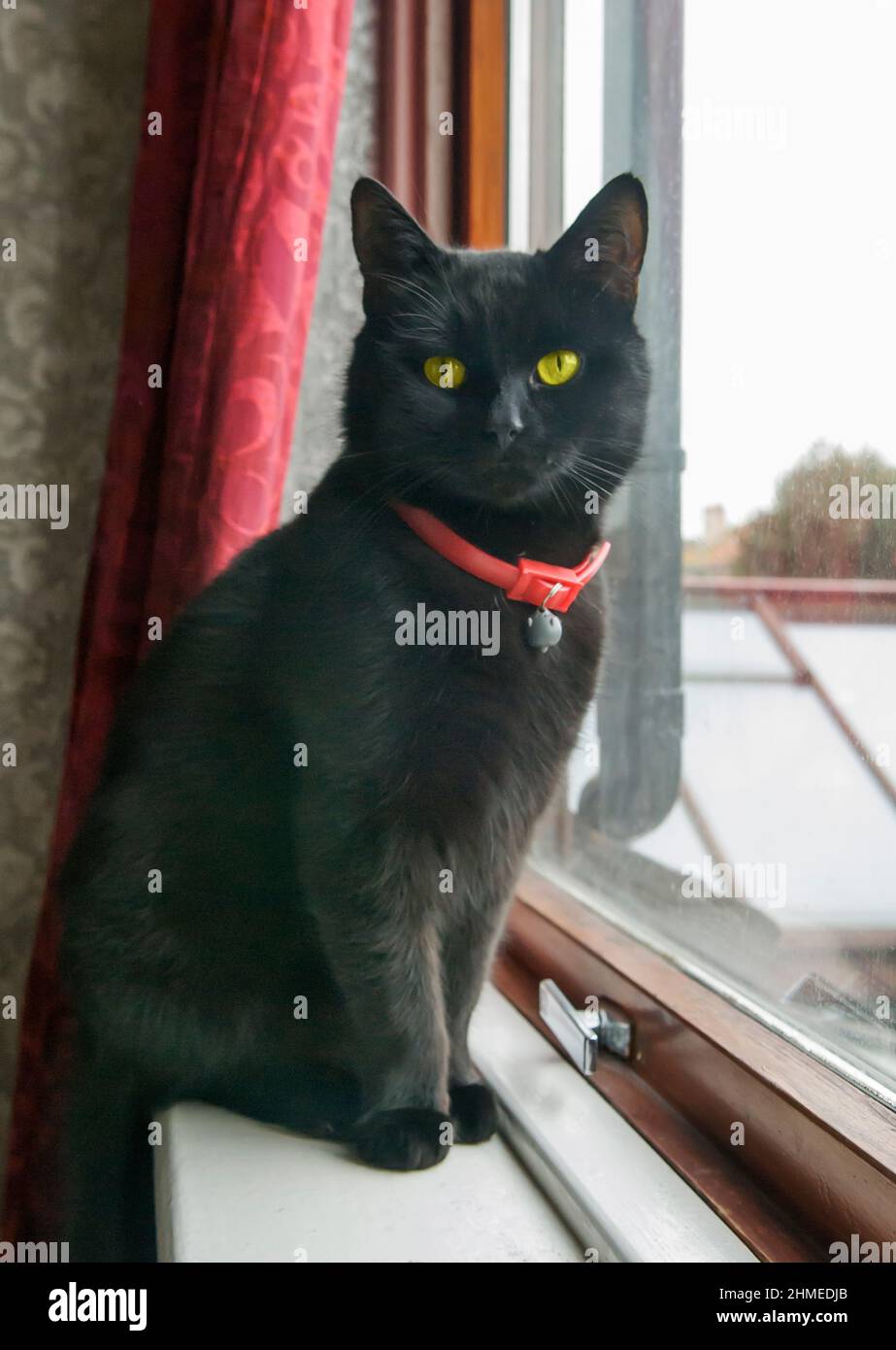 Black cat outlet red collar