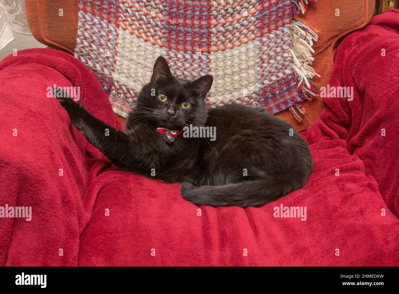 Black shorthair domestic cat with red collar relaxing on an armchair Stock Photo