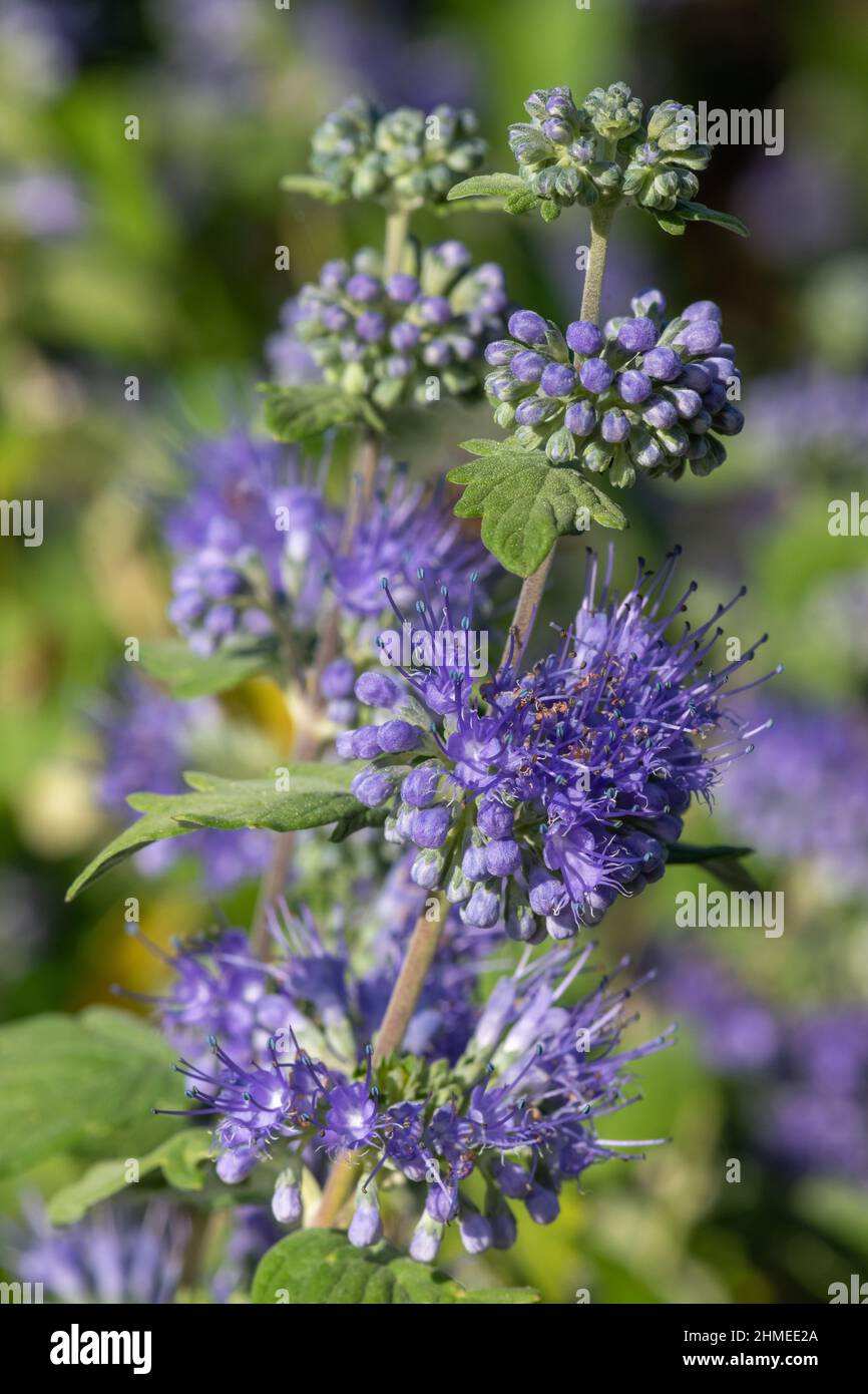 Caryopteris incana hi-res stock photography and images - Alamy