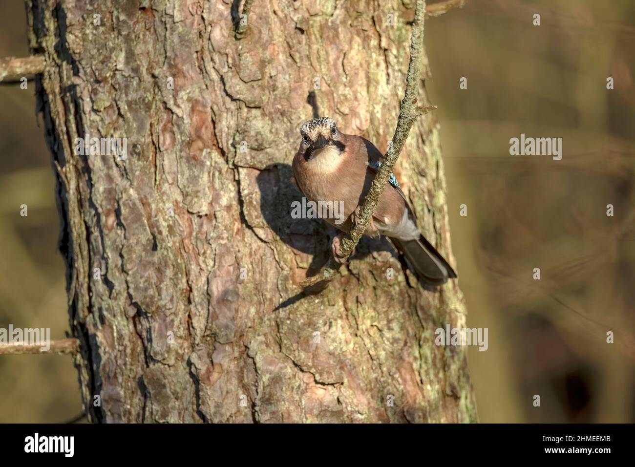 Jay perched on a branch of a tree, with a blurred background in a forest close up in the winter Stock Photo