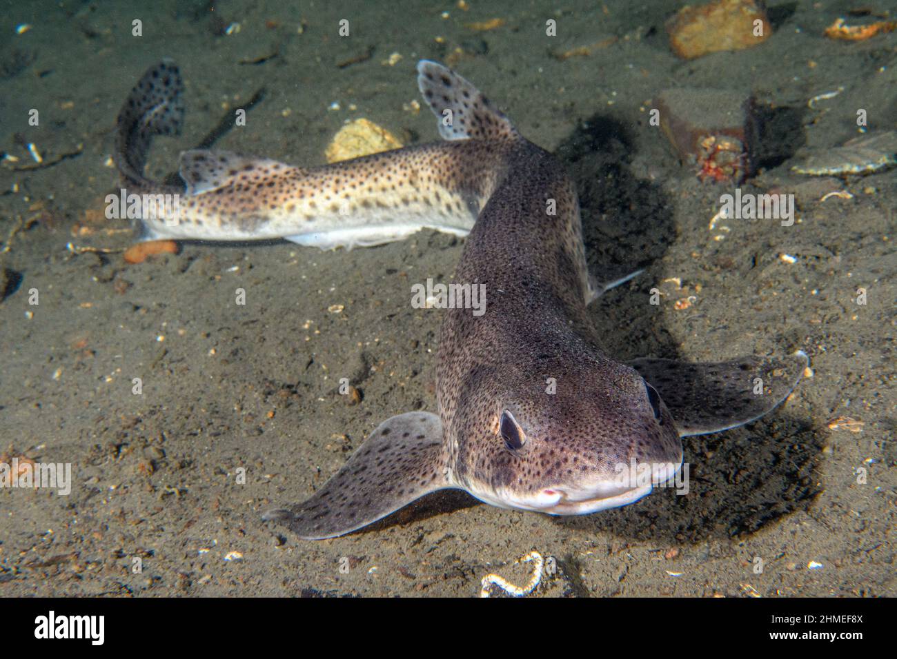 Small-spotted catshark resting on bottom Stock Photo
