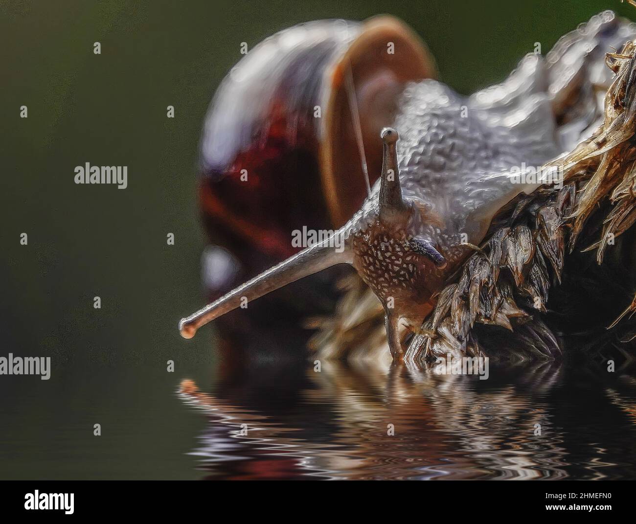 Snail Shot Macro shot of the snail climbing out of water Stock Photo - Alamy