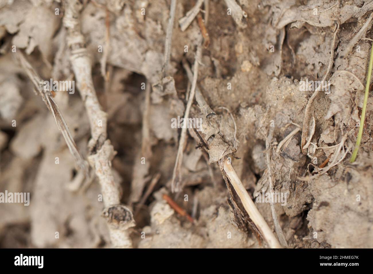 Roots and branches of the tree with ground Stock Photo - Alamy