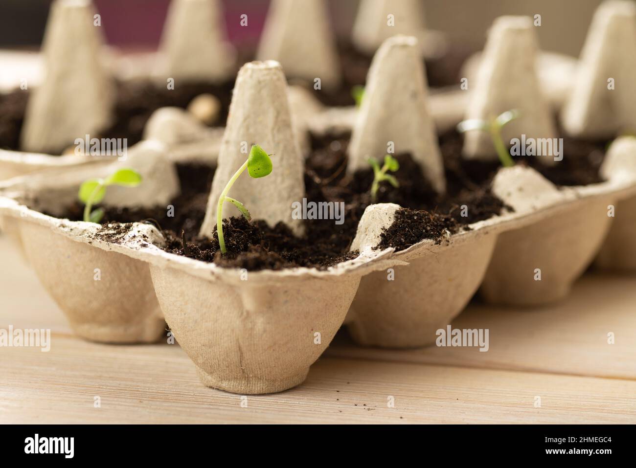 Small plats growing in carton chicken egg box in black soil. Break off