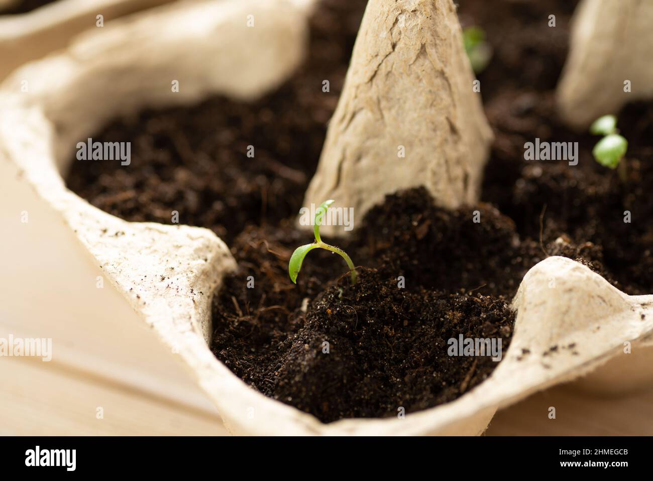 Small plats growing in carton chicken egg box in black soil. Break off