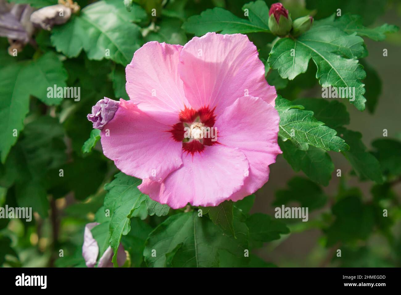 Pink flower and leaves background. Close up Stock Photo - Alamy