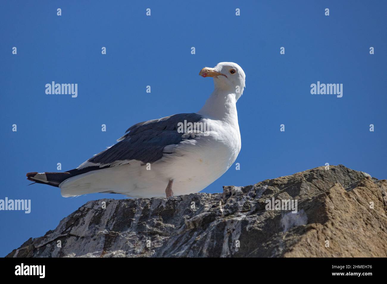 Seagull perched on a rock with blue sky in background Stock Photo