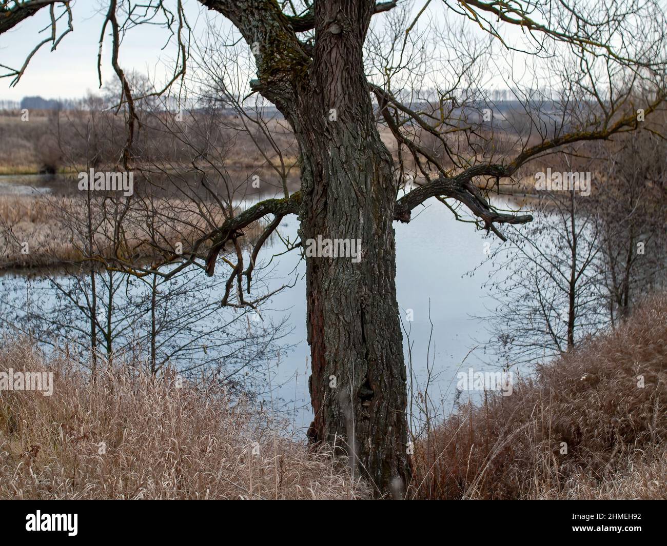 the bank of a small forest river on a cloudy day, in autumn Stock Photo