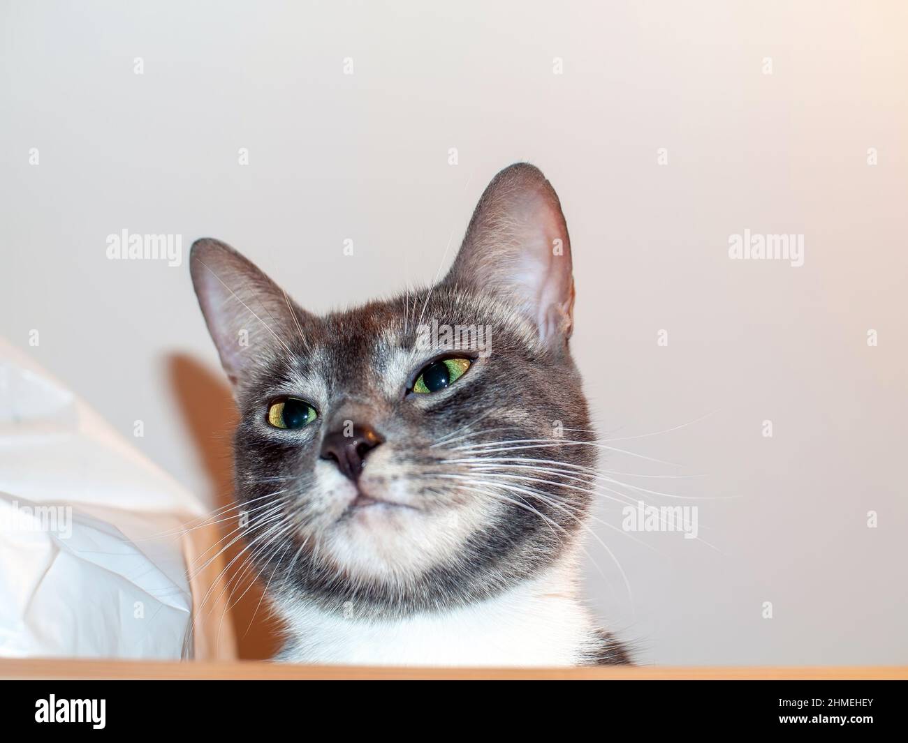 a young cat sits on a closet, in a room Stock Photo
